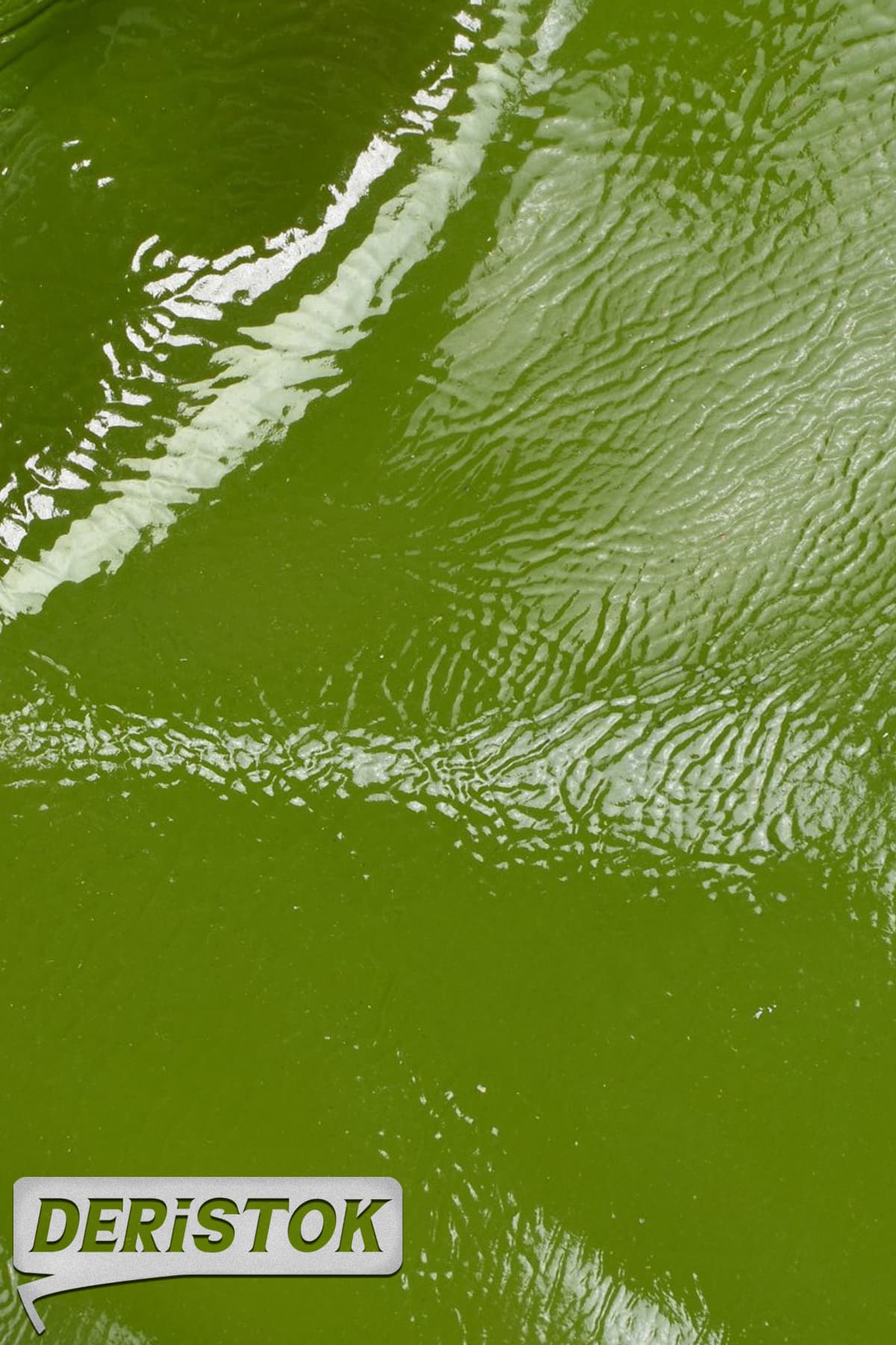 Dana Derisi Rugan Kırışık Zeytin